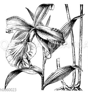 Sobralia macrantha