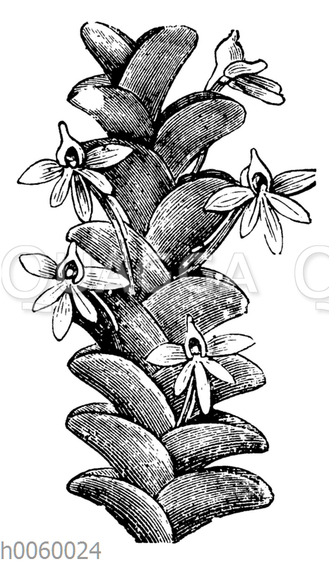 Mystacidium distichum