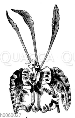 Oncidium Kramerianum