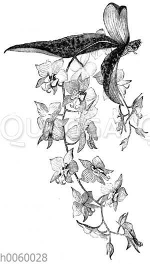 Phalaenopsis Schilleriana