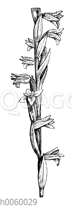 Spiranthes aestivalis