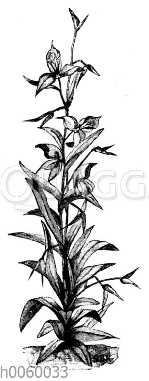 Disa grandiflora