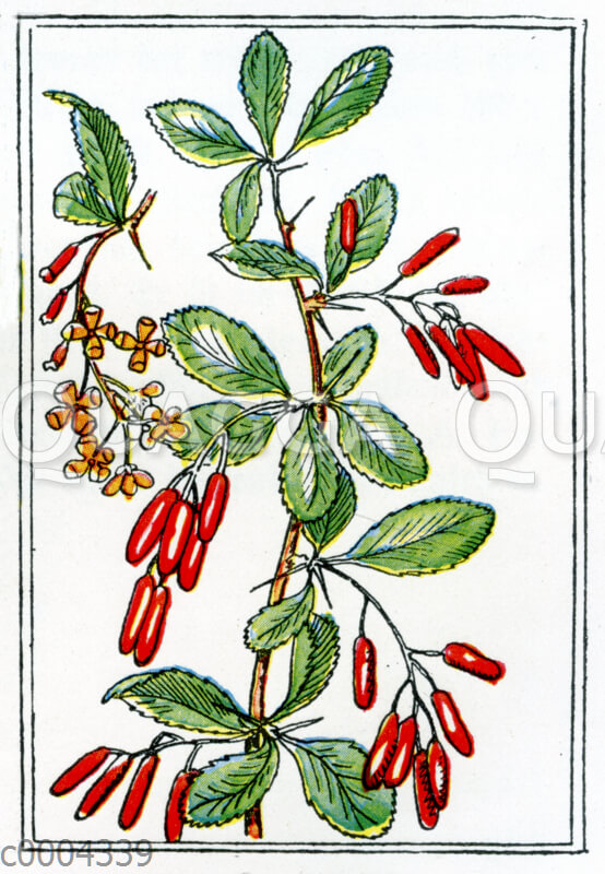 Berberitze