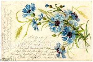 Postkarte mit Kornblumen-Motiv