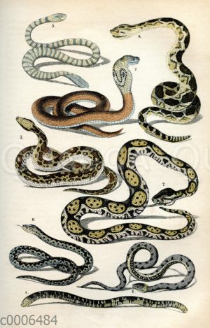 1. Blödauge (Xerotyphlops vermicularis, Syn.: Typhlops vermicularis) 2. Riesenschlange, 3. Getigerte Schlange, 4. Ringelnatter, 5. Wasserschlange, 6. Kreuzotter, 7. Brillenotter, 8. Klapperschlange [Digital]