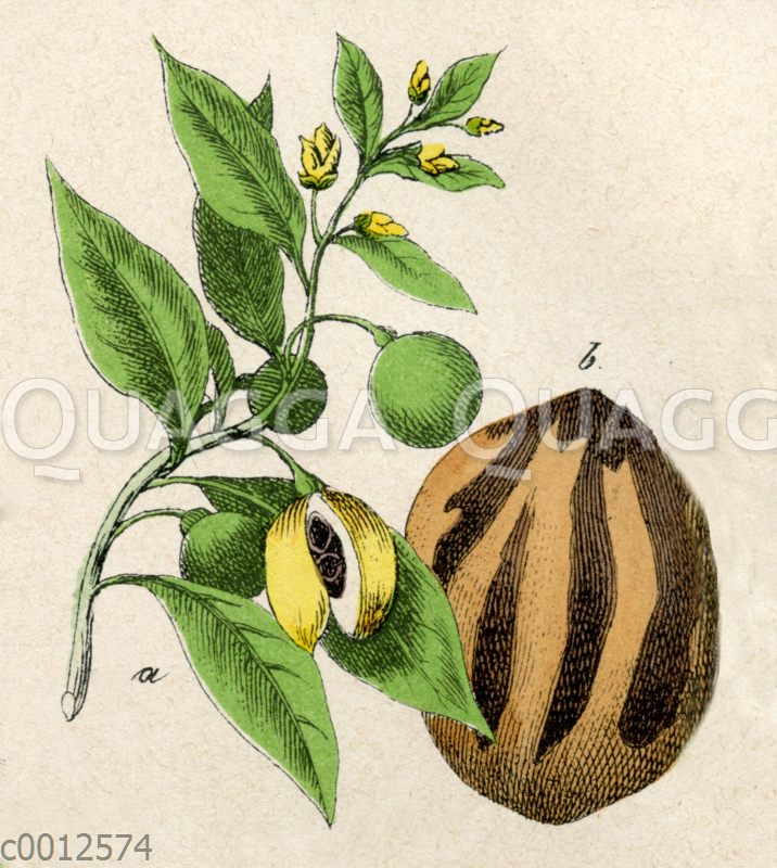 Muskatnussbaum