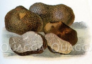 Périgord-Trüffel [Digital]