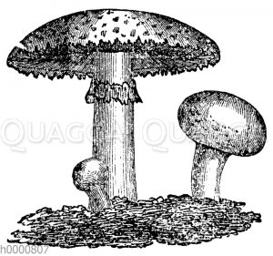 Champignon [Digital]