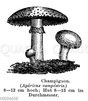 Champignon [Digital]