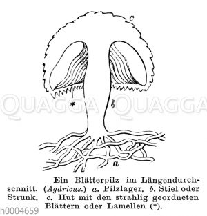 Blätterpilz im Längsdurchschnitt [Digital]