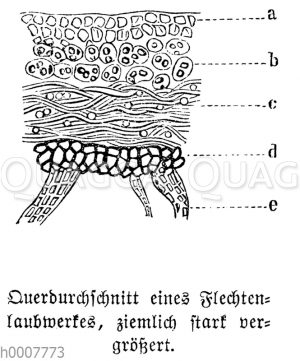 Flechtenlaubwerk: Querschnitt [Digital]