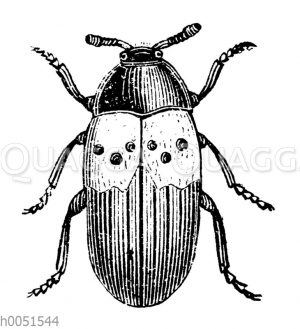 Speckkäfer