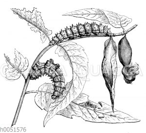 Ailanthus-Spinner