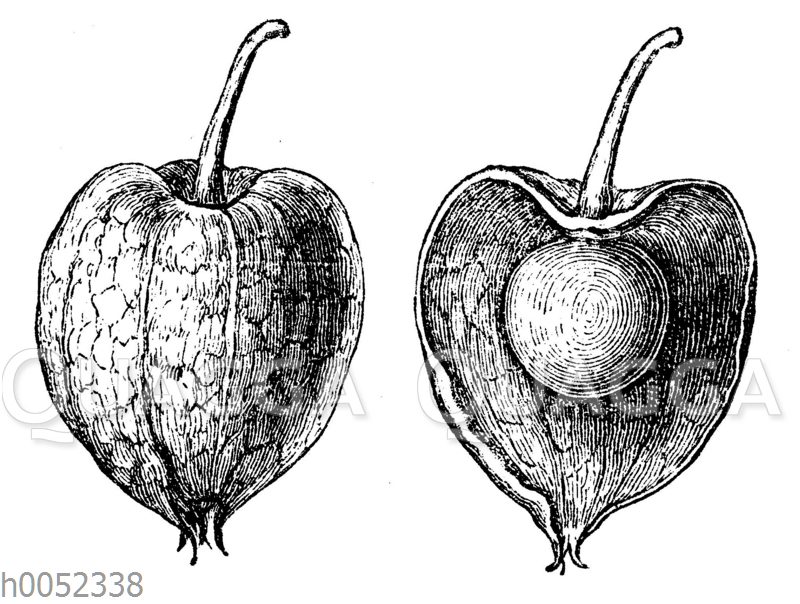 Physalis