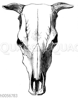 Schädel einer Auerochsen-Kuh