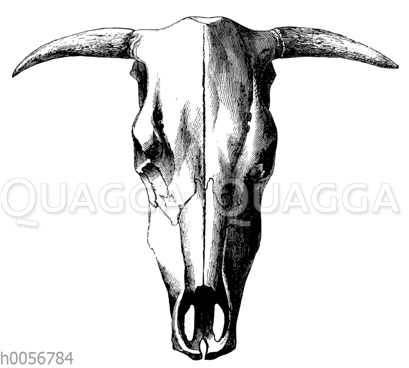 Schädel einer Großstirnkuh Quagga Illustrations