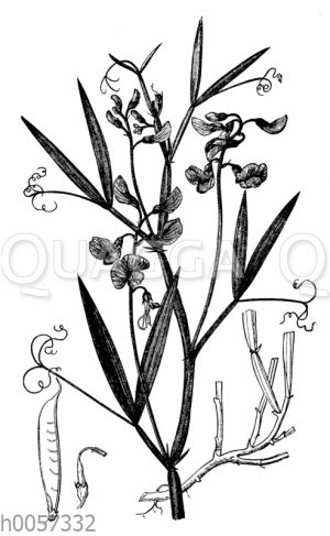 Platterbse