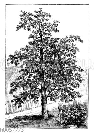 Kirschbaum