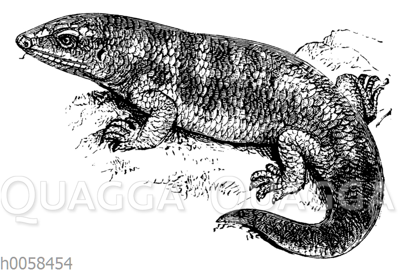 Skink
