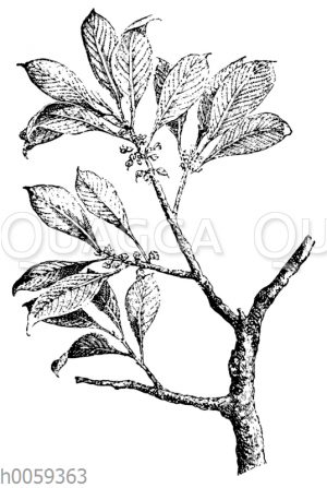 Guttapercha-Baum
