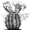 Cereus Fendleri