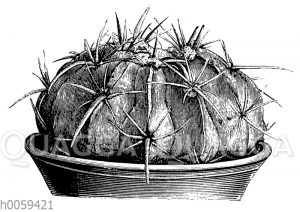 Echinocactus texensis