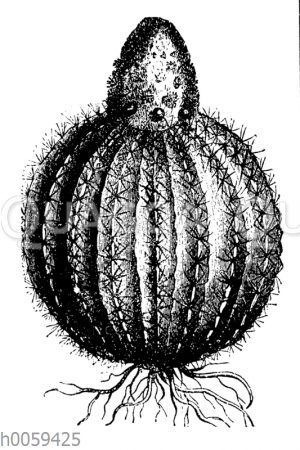 Melocactus communis