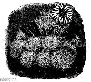 Mammillaria prolifera