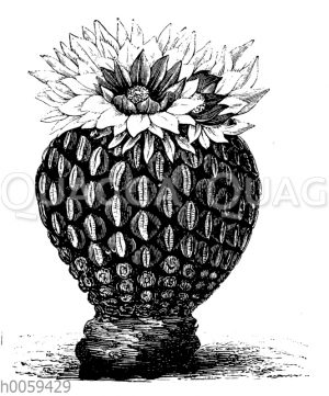 Pelecyphora aselliformis