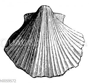 Pecten quadricostatus