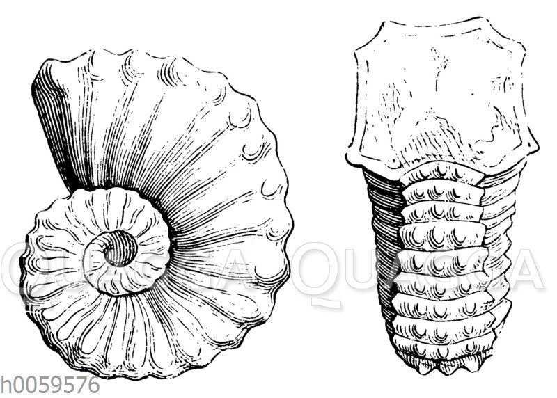 Ammonites Rhotomagensis
