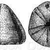 Galerites albogalerus