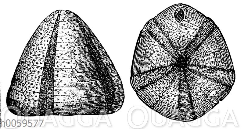 Galerites albogalerus