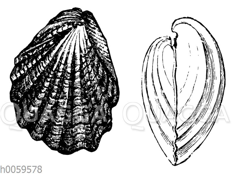 Inoceraums sulcatus