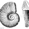 Ammonites noricus
