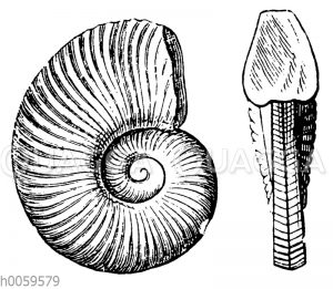Ammonites noricus