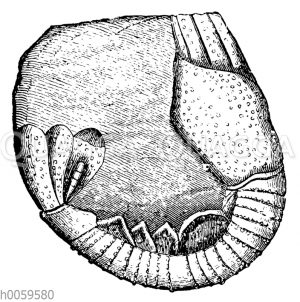 Glyphaea ornata