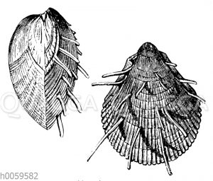 Spondylus spinosus