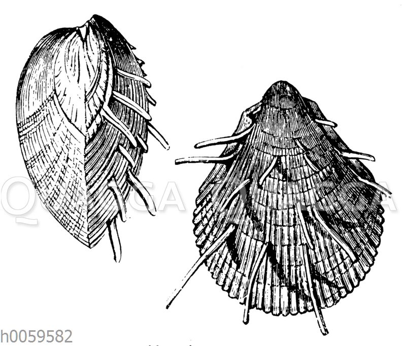 Spondylus spinosus