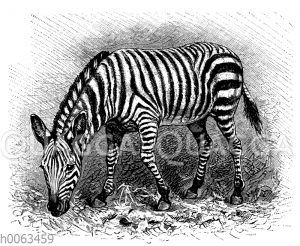 Zebra