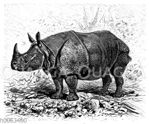 Panzernashorn