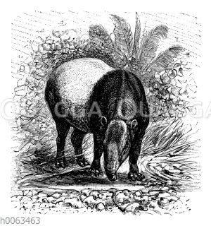 Schabrackentapir