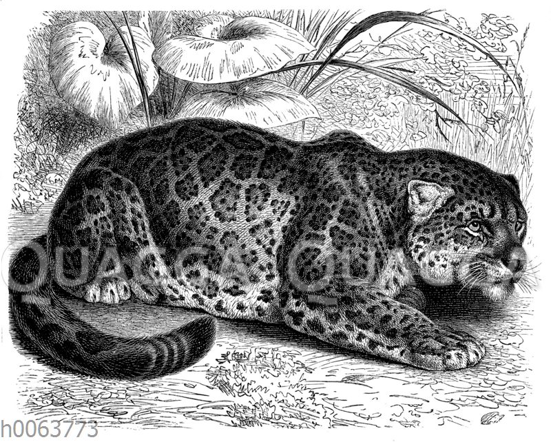 Jaguar