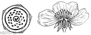 Rose: Blüte und Blütendiagramm
