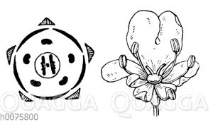Möhre: Blüte und Blütendiagramm des Kümmels als Beispiel für die Apiaceen