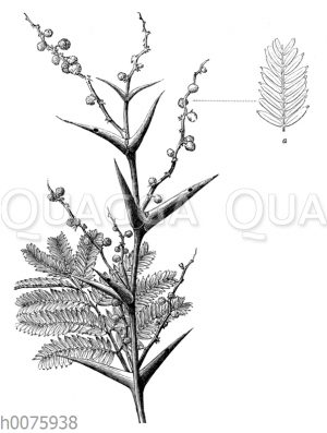 Vachellia sphaerocephala oder Acacia sphaerocephala_ a Blattstück mit Drüsen