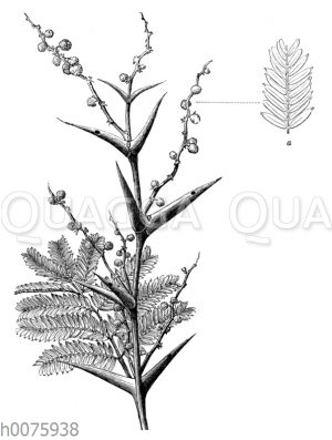 Vachellia sphaerocephala oder Acacia sphaerocephala_ a Blattstück mit Drüsen