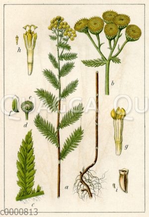 Echter Rainfarn
