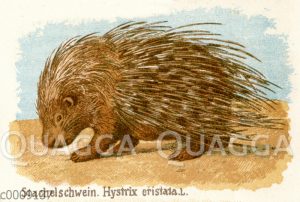 Stachelschwein