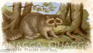 Waschbär